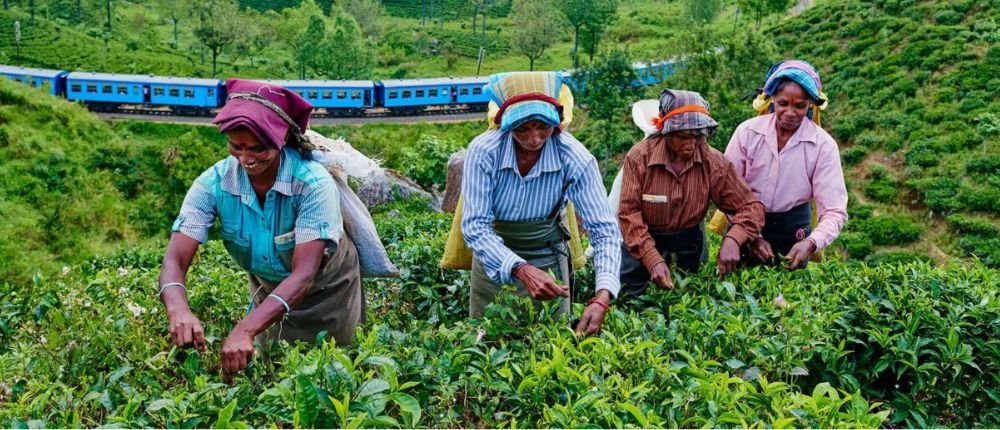 Tea Plantation tour in sri lanka