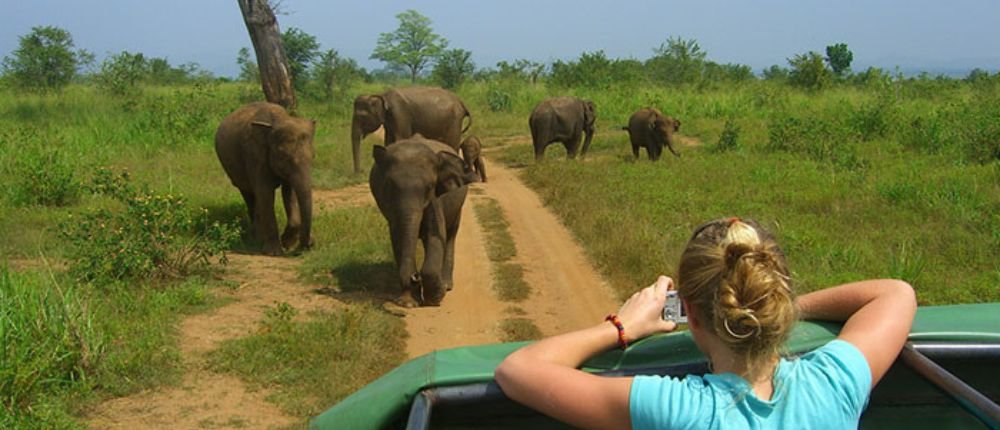 Udawalawe tour in Sri Lanka